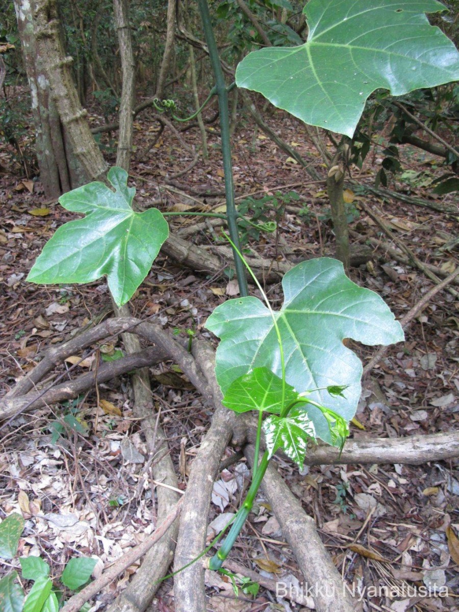 Cissus heyneana Steud.